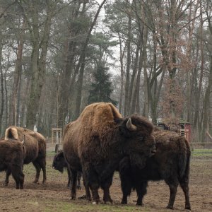 Bisons